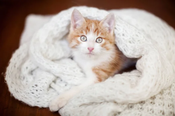 Kattunge på en stickad filt — Stockfoto