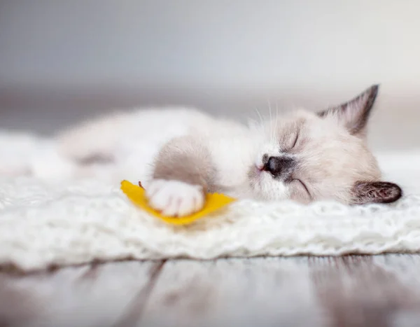 Kedi yavrusu ekose kumaşın üzerinde uyur. — Stok fotoğraf