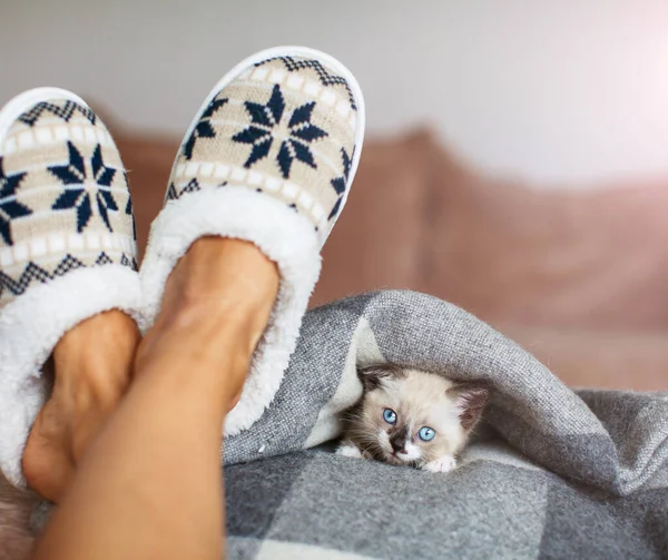 Тапочки на жіночих ногах і кошеня — стокове фото