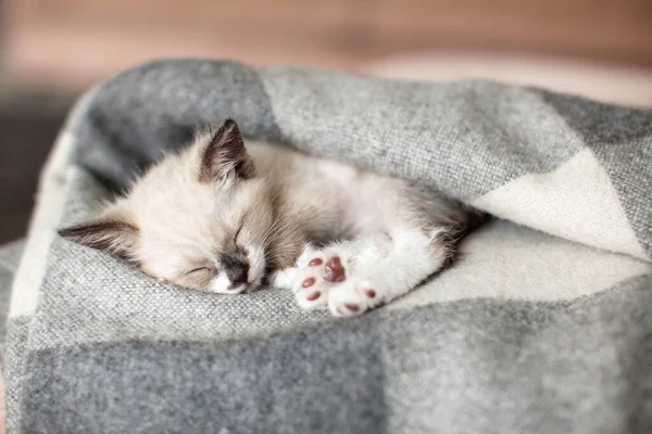 Cat relaxing on knitted plaid — Stock Photo, Image