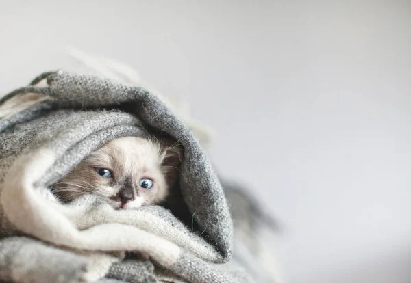 Gato mira fuera de la tela a cuadros —  Fotos de Stock