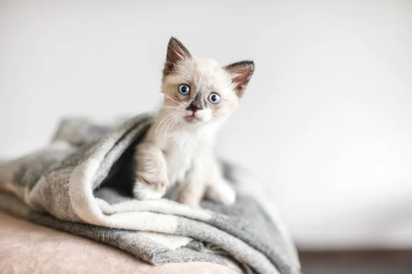 Kitten on a knitted blanket — Stock Photo, Image