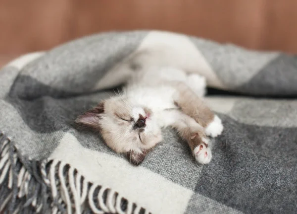Gatto che si rilassa su plaid lavorato a maglia in interno di casa di soggiorno — Foto Stock