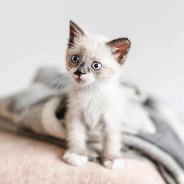 Kotě na pleteném přikrývce — Stock fotografie