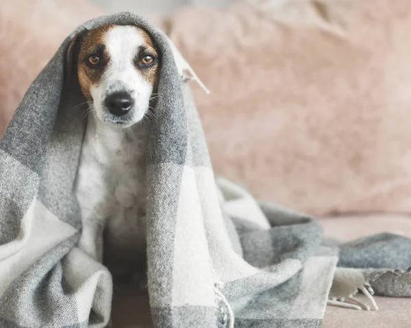 Dog on the sofa