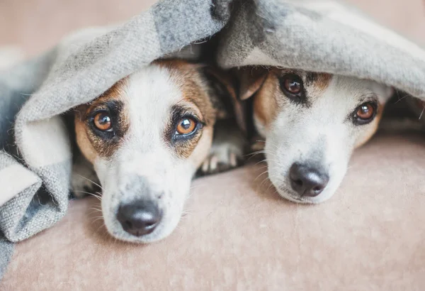 Собаки на диване — стоковое фото