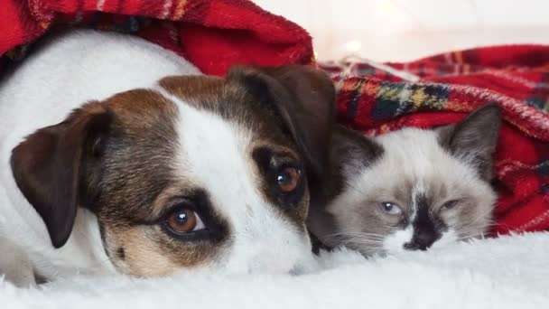 Köpek ve kedi kırmızı ekose kumaşın altında uyuyor. — Stok video