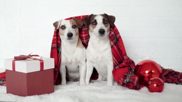 Δύο σκυλιά κάτω από κόκκινο καρό Χριστουγέννων — Αρχείο Βίντεο