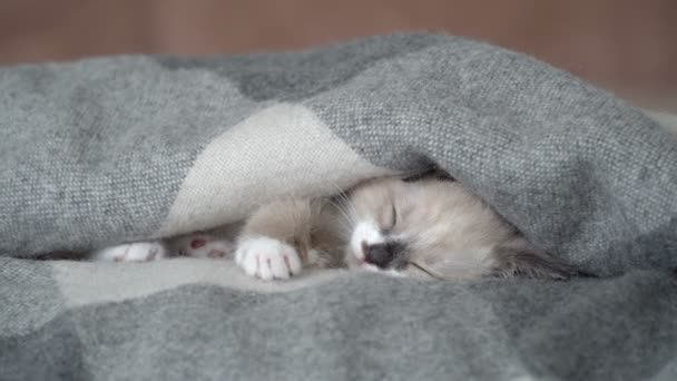Gatinho cinza bonito dormindo no sofá em cobertor — Vídeo de Stock