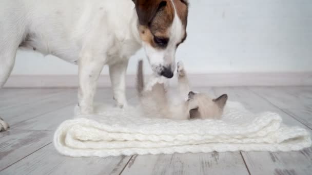 Cute kitten and puppy playing together — Stock Video