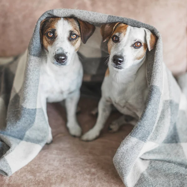 Cani sul divano — Foto Stock