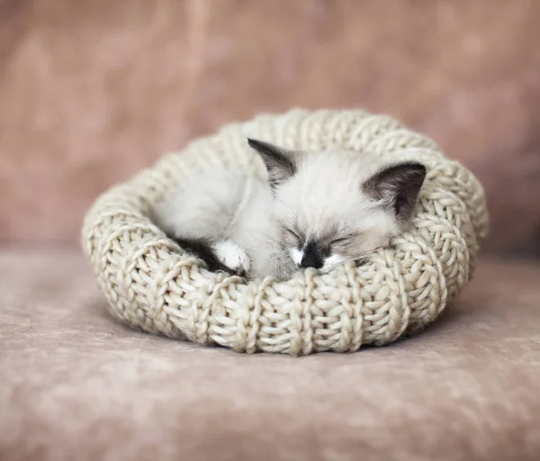 Gatito durmiendo en el sofá — Foto de Stock