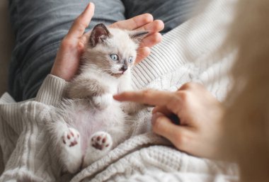 Kedicik adamla oynuyor.