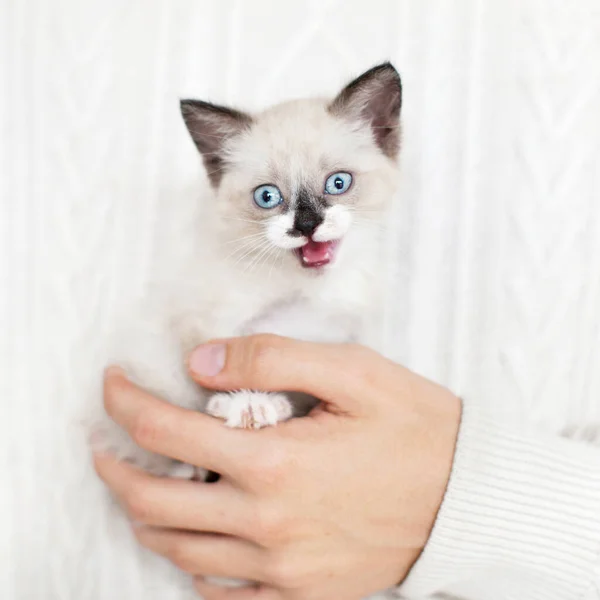 Маленький порезанный котенок на руке — стоковое фото