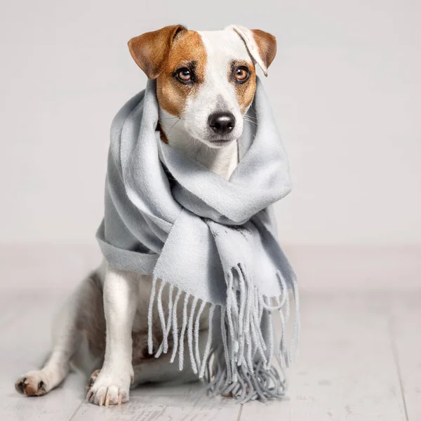 Cane avvolto in una sciarpa — Foto Stock