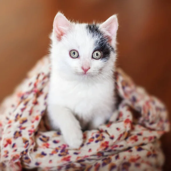 Gatinho em um chão de madeira — Fotografia de Stock