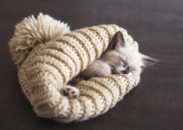 Gatito dormir en sombrero de punto — Foto de Stock