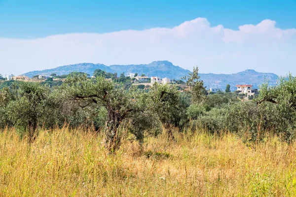 Plantacji Oliwek Pobliżu Kolymbia Rhodes Grecja Dodekanez Europy — Zdjęcie stockowe