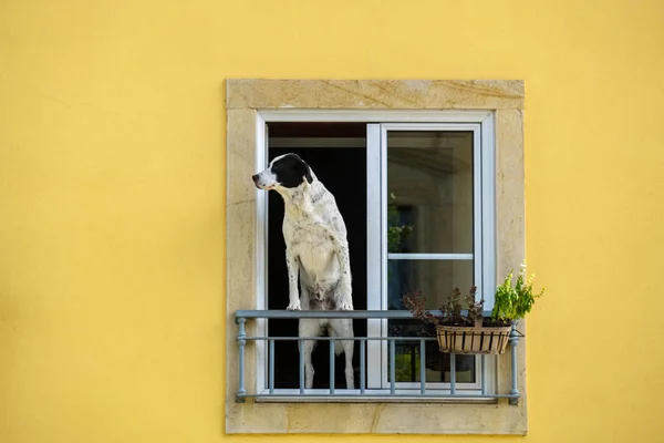 Man Dog Standing Window Looking Street Tomar Portugal — Stock Photo, Image