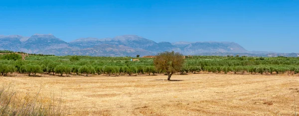 Landscape Olive Plantation Messara Plain Crete Greece — 스톡 사진