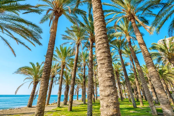 Palmiye ağaçları. Torremolinos, Endülüs, İspanya — Stok fotoğraf