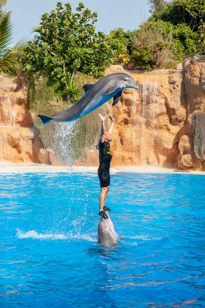 Delphine zeigen sich im Loro Park. Insel Teneriffa, Spanien — Stockfoto