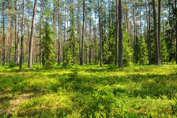 Paisagem Florestal Natural Parque Nacional Lahemaa Norte Estoni — Fotografia de Stock