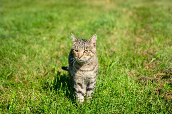 Domestic Cat Standing Grassy Field — Stock Photo, Image