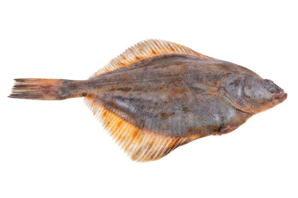 Hel Enda Färsk Rödspätta Fisk Isolerad Vit Bakgrund — Stockfoto