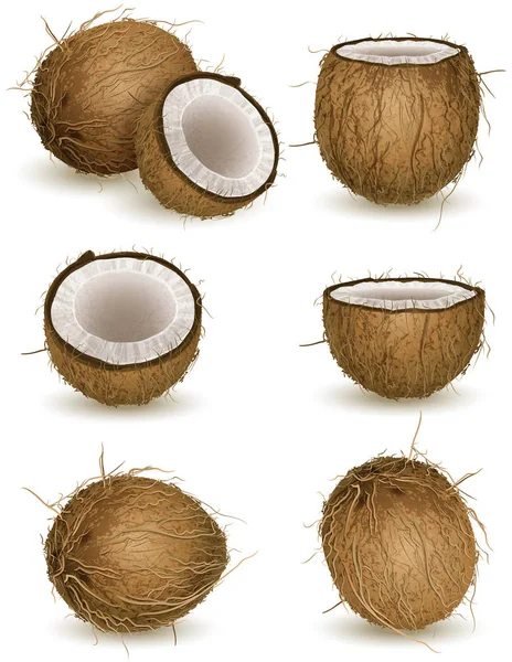 Vektorillustration Kokosnuss Isoliert Auf Weiß — Stockvektor