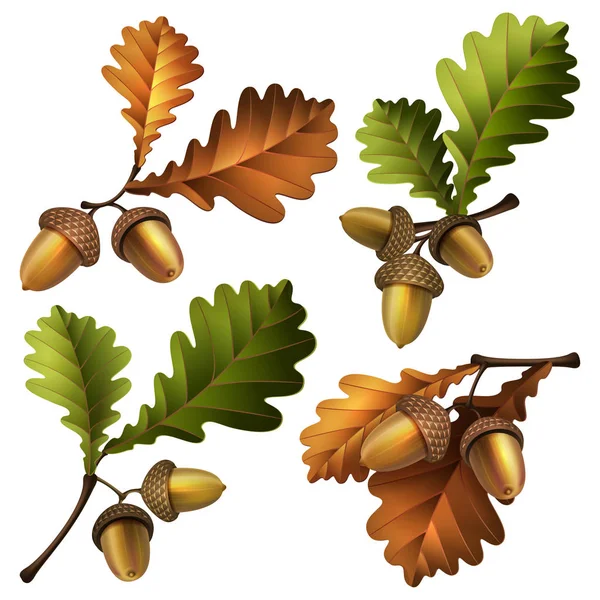 Illustration vectorielle - branche de chêne avec glands et feuilles — Image vectorielle