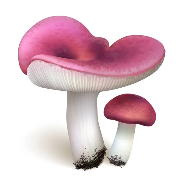 矢量插图 菇蘑菇设置在白色背景下隔离 Eps — 图库矢量图片