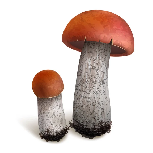 Vectorillustratie Bronskleurig Paddestoelen Instellen Geïsoleerd Een Witte Achtergrond Eps — Stockvector