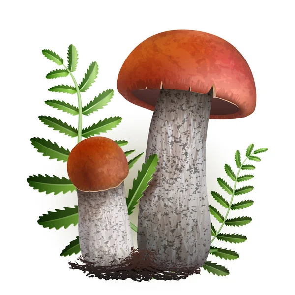 Ilustración Vectorial Hongos Boletus Aislados Sobre Fondo Blanco Eps — Archivo Imágenes Vectoriales