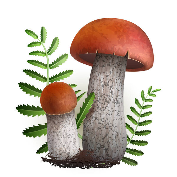 Vector illustration - boletus mushrooms Isolated on white background. EPS 10