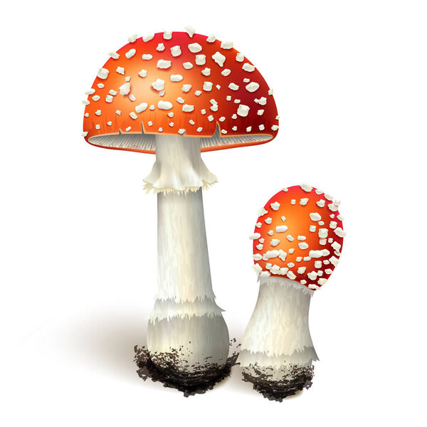 Vector illustration - amanita mushrooms set Isolated on white background. EPS 10