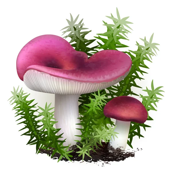 Ilustração Vetorial Cogumelos Russula Isolados Sobre Fundo Branco Eps — Vetor de Stock