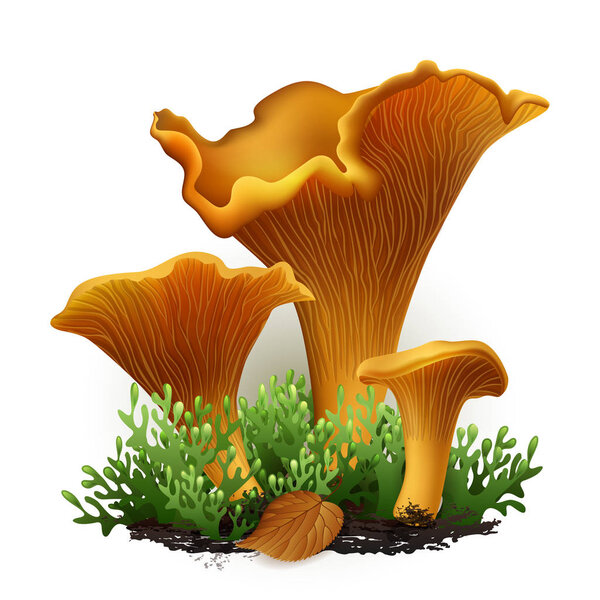 Vector illustration - chanterelle mushrooms set Isolated on white background. EPS 10