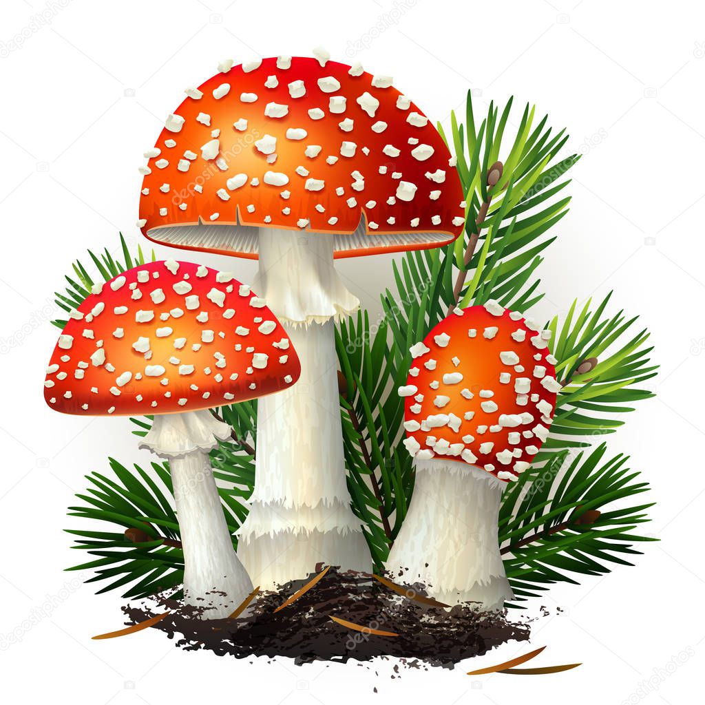 Vector illustration - amanita mushrooms set Isolated on white background. EPS 10
