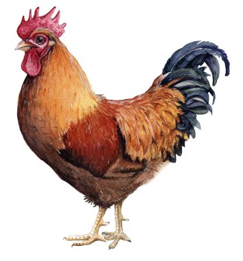 Beyaz arka plan üzerinde izole horoz çizilmiş suluboya çizimi