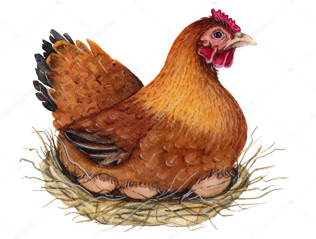 Hand-drawn watercolor Illustration of hen isolated on white background
