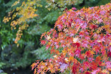 Japonca Akçaağaç Sonbahar Boyama parkında
