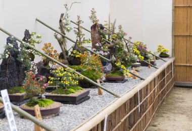 Geleneksel Japon krizantem Bonsai Güz