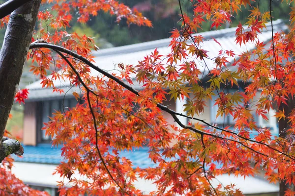Σφένδαμος Κοκκινόφυλλος Στο Πάρκο Φθινόπωρο Χρωματισμός — Φωτογραφία Αρχείου
