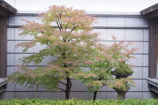 Japanese trees in autumn color against the wall