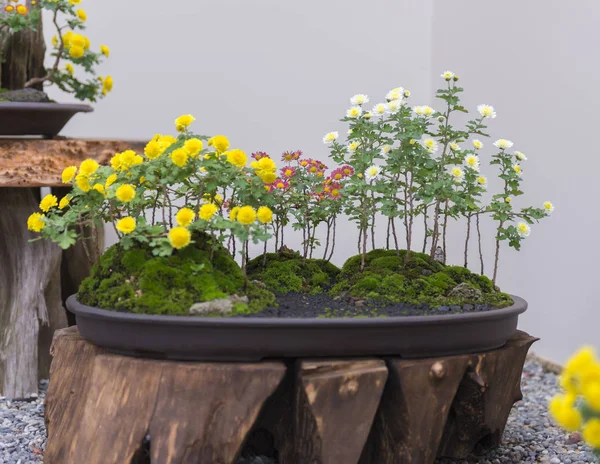 Traditional Japanese Chrysanthemum Bonsai Autumn — Stock Photo, Image