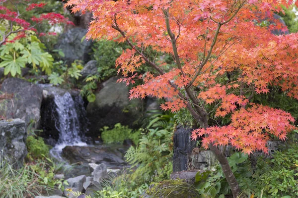 Japán Juhar Park Őszi Színezés — Stock Fotó