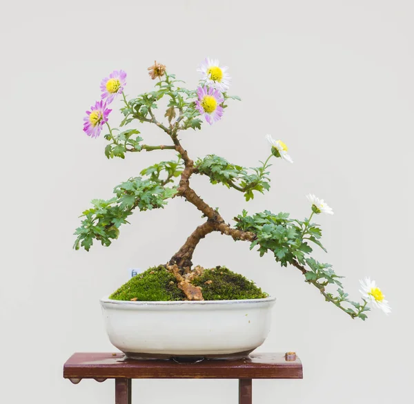Tradycyjny Japoński Chryzantema Bonsai Jesienią Obraz Stockowy