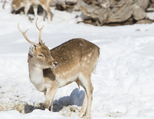 在冬天的森林里吃草的小鹿 免版税图库照片