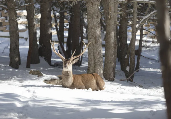 成人高贵鹿在冬天森林 免版税图库图片